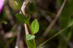 Fringed meadowbeauty